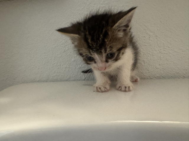 American Shorthair – short hair kittens – Riverside