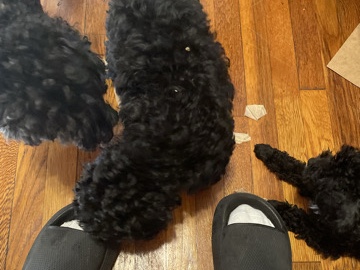 Poodle – ack toy poodles – Cedar