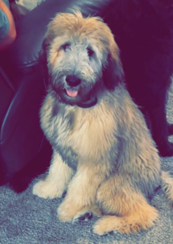 hyperactive Aussiedoodle