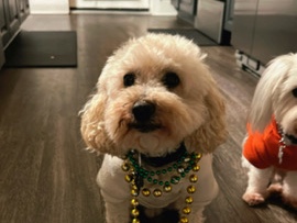 Poodle – Sweetest Boy – East Point
