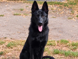 German Shepherd – Schwarzer Schäferhund – Dresden