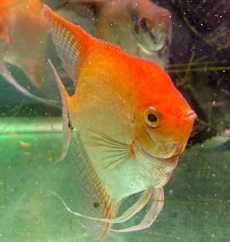 Angelfish – Fish for Sale