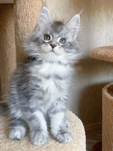 Maine Coon – Healthy kittens breeding right Maine **** females