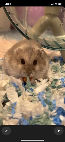 winter white hamster