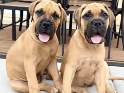 Bullmastiff – BullMastiff puppies – Florence