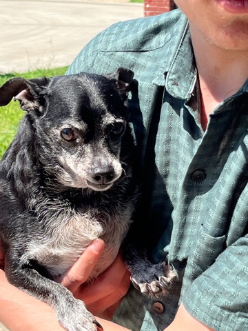 Chihuahua – Smokey needs a home