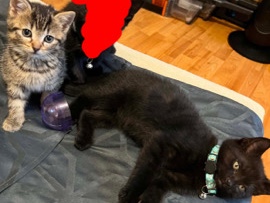 Russian White, Black and Tabby – tabby kittens – Milton Keynes