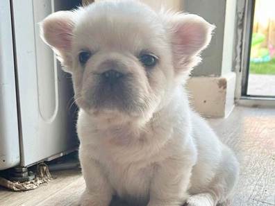 French Bulldog – full fluffy caramel pink frenchie + full fluffy blue and tan wrapped in cream – Bangor