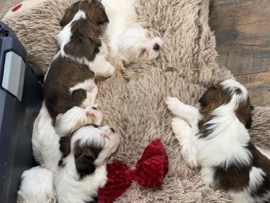 Morkie – Morkie pups – Baltimore