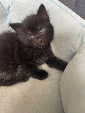 British Longhair – gorgeous British Longhair kittens for sale