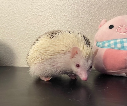 hedgehog – 7 month old female hedgehog