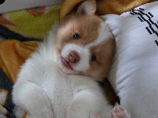 Pomsky – Pomsky Puppy 4 – Spanaway