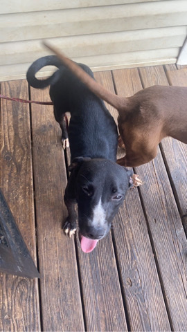American Pit Bull Terrier – blue nose pit