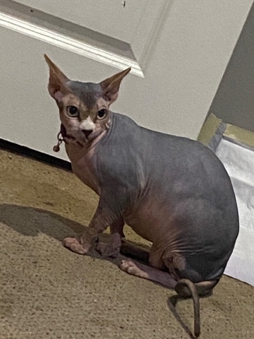 Sphynx – Sphynx