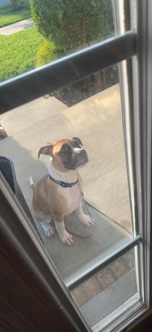 American Pit Bull Terrier – bully pit for sale