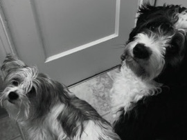 Needing temporary foster home 