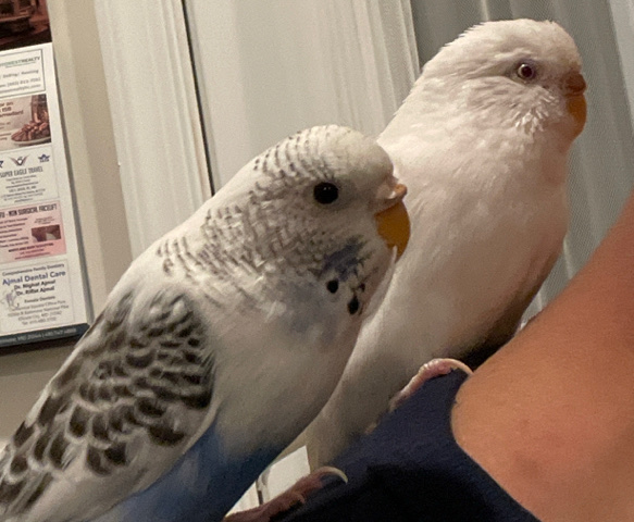 Budgerigar – 2 parakeets