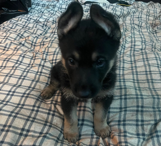 German Shepherd – German shepherd puppies for sale