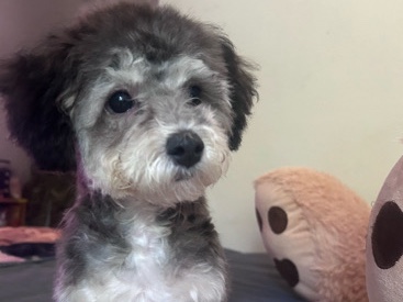 Maltipoo – Maltipoo for Sell – Mannheim