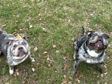 American Bulldog – Rehome 4yr old Boycie & Bella 🙏 – Greenford