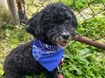 Poodle – Toy Poodle – University City