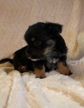 Shih Tzu – shih tzu puppies