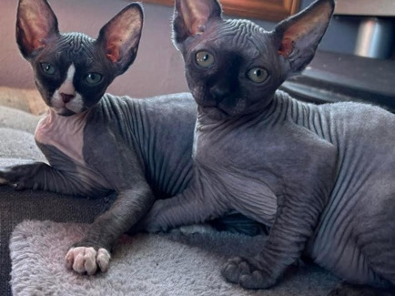 Sphynx – sphynx