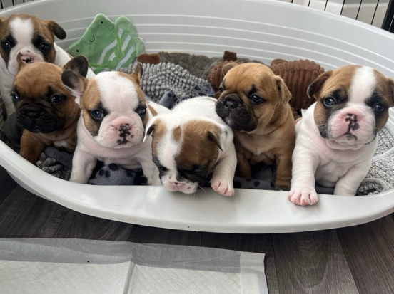 French Bulldog – 6 French Bulldog Puppies – Houghton-le-Spring