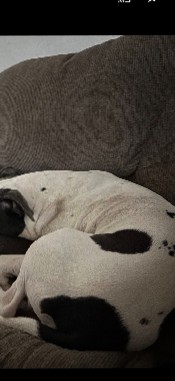 Pit/Lab Mix