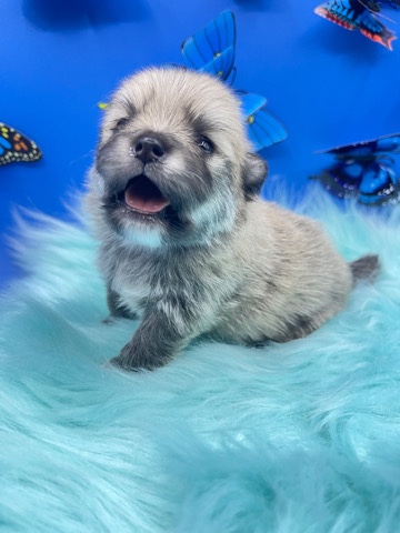 Pomeranian – Pomeranian male