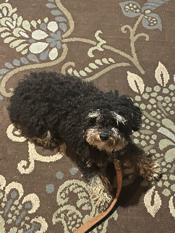 Poodle – Yoshi