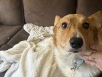 purebred corgi in need of a good home with a backyard. 