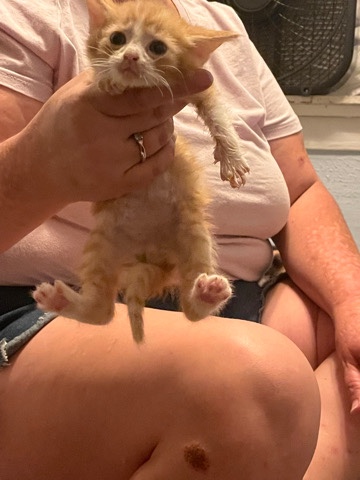 kittens