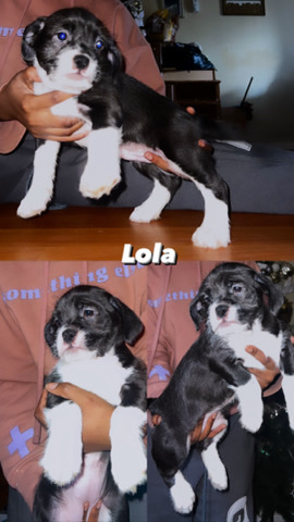 Shih Tzu – shitzu mix