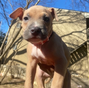 American Pit Bull Terrier – Baby Pit Bull