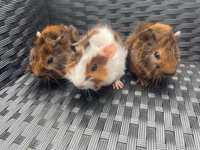 x3 baby girl guinea pigs
