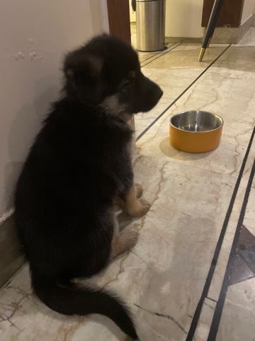 German Shepherd – German shepherd