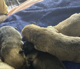 Pomeranian – puppies – Las Vegas
