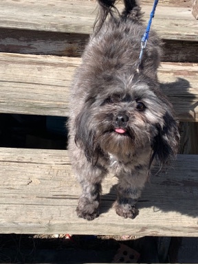 Shih Tzu – Bruno