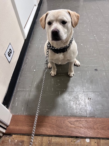 Labrador Retriever – Labrador x staff