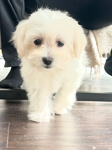 Maltese – Female Maltese
