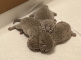 Image of British Shorthair