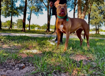 American Pit Bull Terrier – adult pit bull for sell br only
