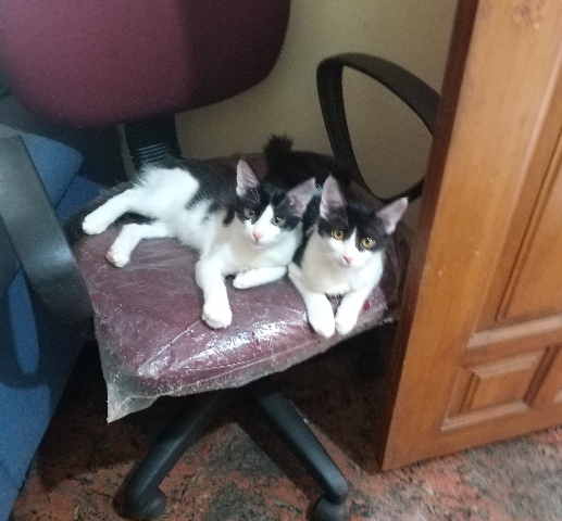 American Wirehair – Two Little Kittens for Adoption