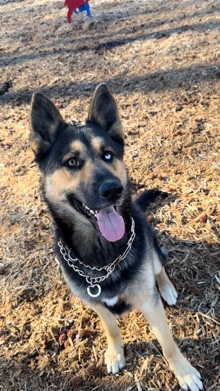 German Shepherd – German Shepherd/ husky needs a loving home