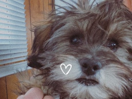 Morkie – chewy looking for forever home – New Kingman