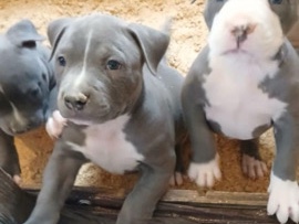 POCKET BULLY PUPPIES – Garland
