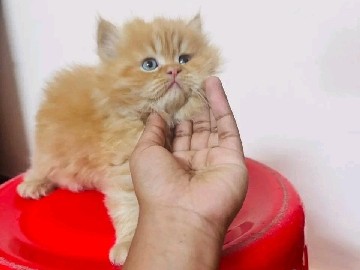 persian kittens for adoption – Medak