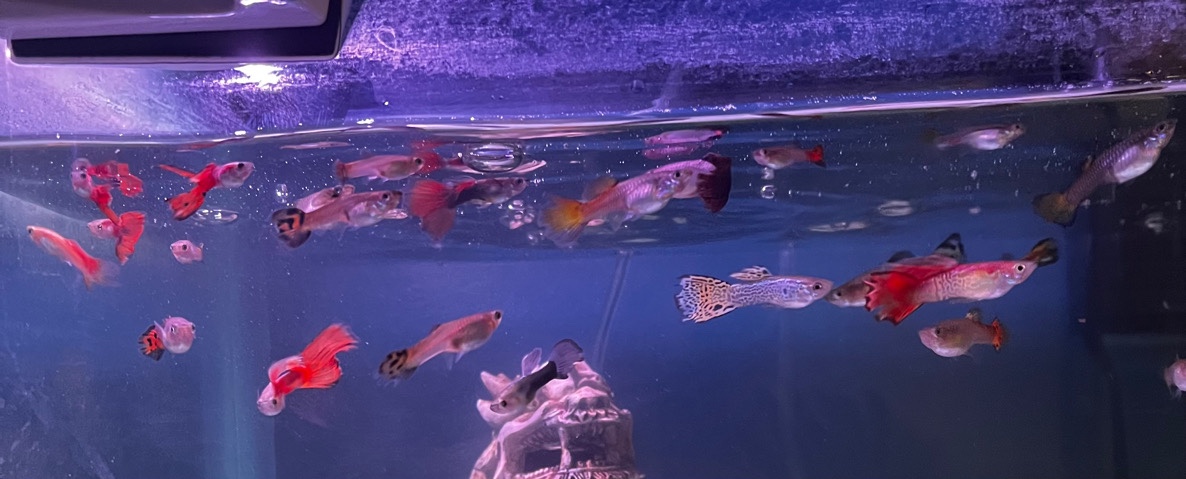 Guppies – .guppies.