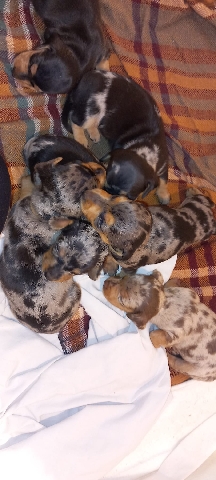Dachshund – Stunning mini dachshunds